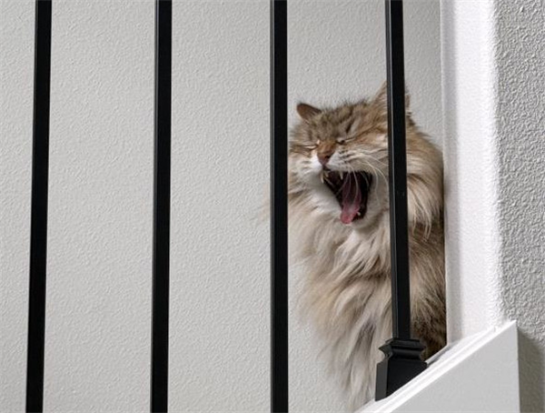 /Images/uploads/Cat Welfare Association/CatWelfare/entries/33909thumb.jpg
